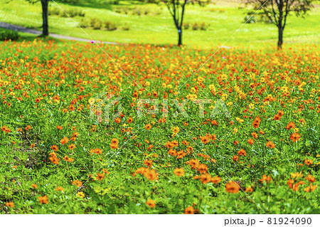 秋の公園と花畑 キバナコスモス 宮城県加美町の写真素材