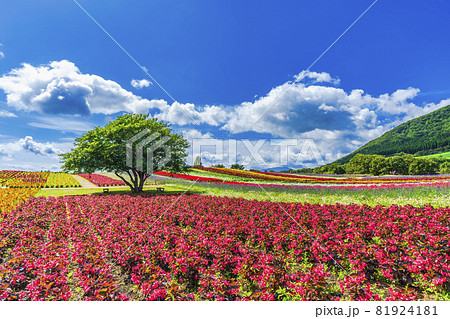 秋の公園と花畑　宮城県加美町 81924181