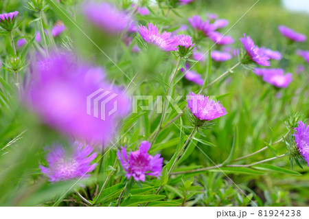 群生するストケシアの綺麗な花 群生するストケシアの綺麗な花 81924238