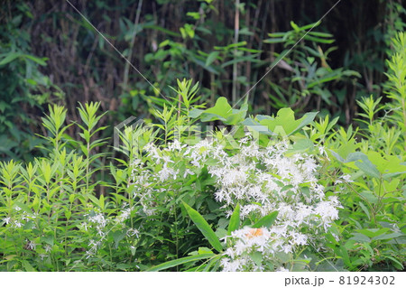 センニンソウの花 81924302