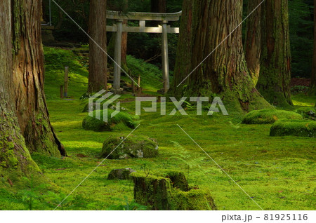 白山平泉寺　拝殿前の苔エリア 81925116