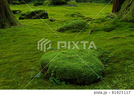 白山平泉寺　拝殿前の苔エリア 81925117