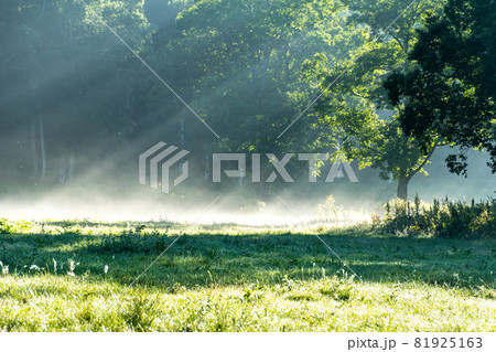 カヤノ平の輝き カヤノ平の輝き 81925163