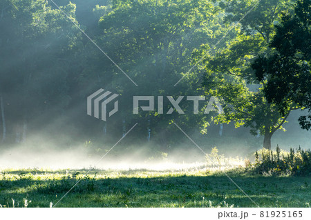 カヤノ平の光芒 81925165