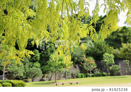 色づくメタセコイアの葉 色づくメタセコイアの葉 81925236