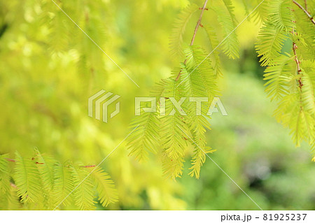 色づくメタセコイアの葉 81925237