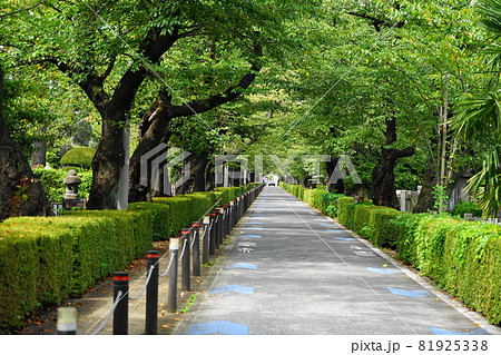 9月　港区579青山霊園の桜並木･南青山 81925338