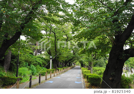 9月 港区577青山霊園の桜並木・南青山 9月 港区577青山霊園の桜並木・南青山 81925340