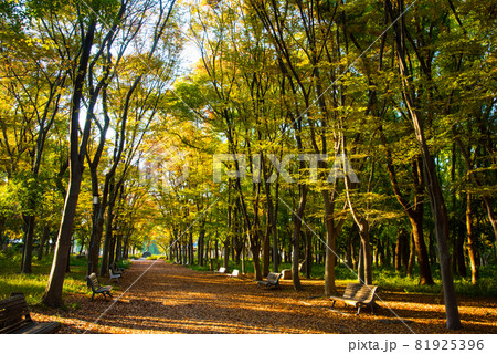 大阪城公園の紅葉 81925396