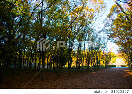大阪城公園の紅葉 81925397