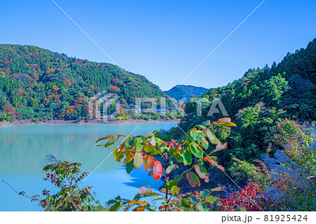 神流湖 湖畔 金毘羅橋付近からの景色 秋の風景 紅葉の季節 神流湖 湖畔 金毘羅橋付近からの景色 秋の風景 紅葉の季節 81925424