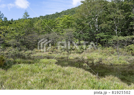 万緑の栃木県那須塩原市沼っ原湿原の風景 万緑の栃木県那須塩原市沼っ原湿原の風景 81925502
