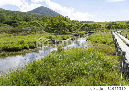 万緑の栃木県那須塩原市沼っ原湿原の風景 万緑の栃木県那須塩原市沼っ原湿原の風景 81925519