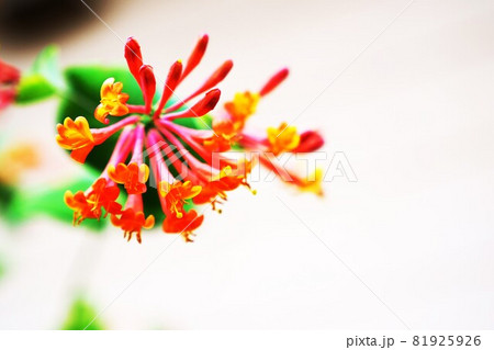 ツキヌキニンドウの花 ツキヌキニンドウの花 81925926