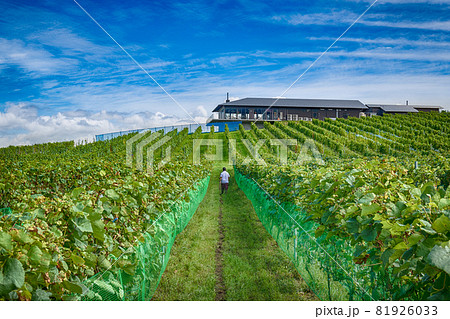 宮城のワイナリーの垣根式栽培ぶどう畑とレストラン 宮城のワイナリーの垣根式栽培ぶどう畑とレストラン 81926033