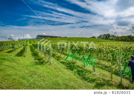 宮城のワイナリーブドウ園での坊鳥網設置作業 宮城のワイナリーブドウ園での坊鳥網設置作業 81926035
