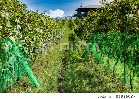 宮城のワイナリーブドウ園での坊鳥網設置作業 宮城のワイナリーブドウ園での坊鳥網設置作業 81926037