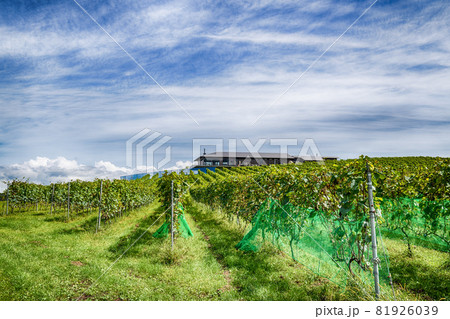宮城のワイナリーの垣根式栽培ぶどう畑とレストラン 81926039
