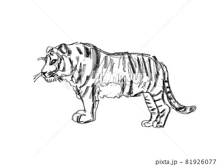 リアルな虎のイラスト 白黒 線画のイラスト素材