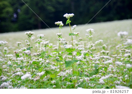 蕎麦の白い花 81926257