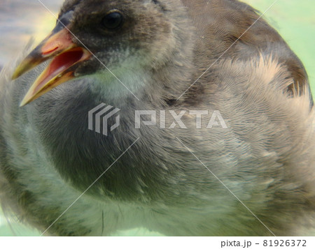 親鳥を探して大きな声でさえずるバンの幼鳥 81926372