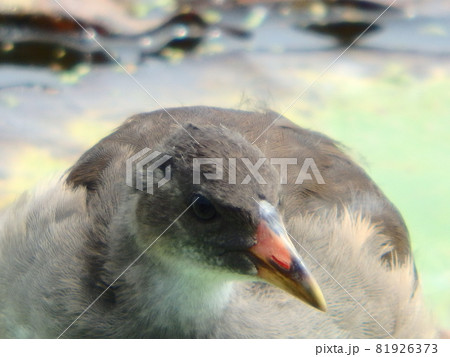 ハスの葉の上で親鳥を待っているバンの幼鳥 ハスの葉の上で親鳥を待っているバンの幼鳥 81926373