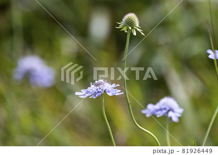 マツムシソウ 81926449