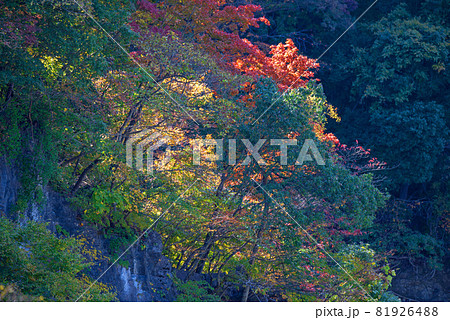 神流湖　湖畔　金毘羅橋付近からの景色　秋の風景　紅葉の季節　　 81926488