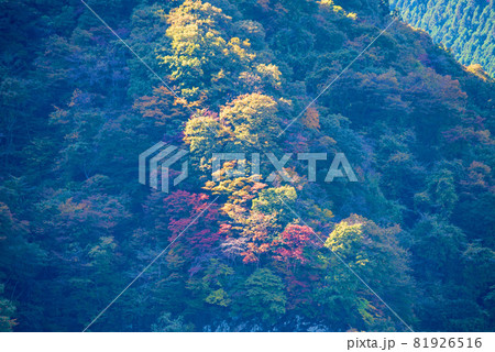 神流湖 湖畔 金毘羅橋付近からの景色 秋の風景 紅葉の季節   神流湖 湖畔 金毘羅橋付近からの景色 秋の風景 紅葉の季節   81926516