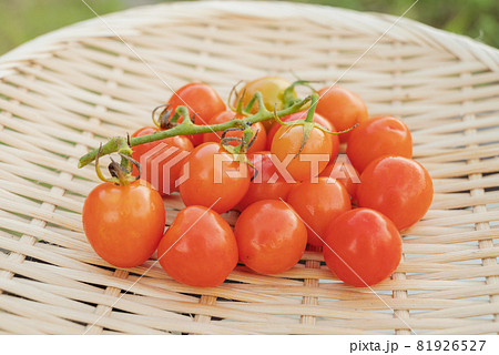 家庭菜園で育てたミニトマト 81926527