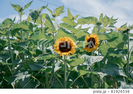 咲き始めのひまわり 咲き始めのひまわり 81926536