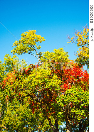 大阪城公園の紅葉 81926636