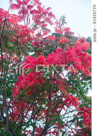 大阪城公園の紅葉 大阪城公園の紅葉 81926729