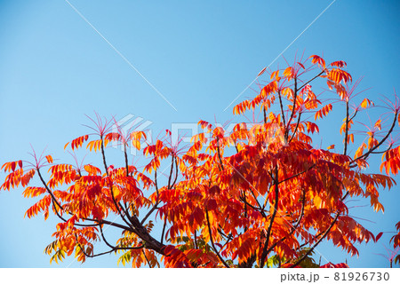 大阪城公園の紅葉 大阪城公園の紅葉 81926730
