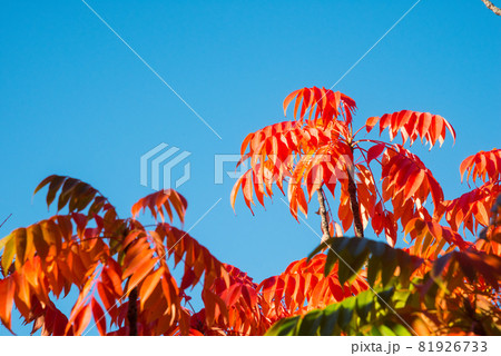 大阪城公園の紅葉 大阪城公園の紅葉 81926733