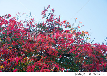 大阪城公園の紅葉 81926735