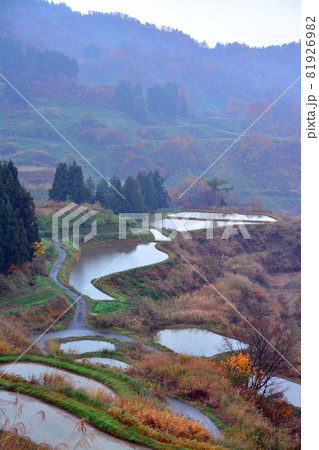 伝統の越後松代棚田群 81926982