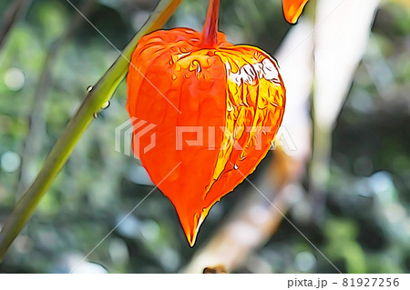 パステル調　”オレンジ色に色づいたホオズキ”　イラストイメージ 81927256