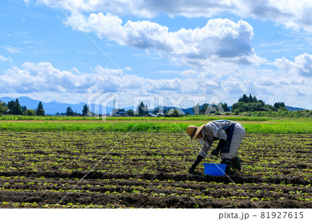 畑で農作業をしている男性 農家 農業 田園風景の写真素材 [81927615