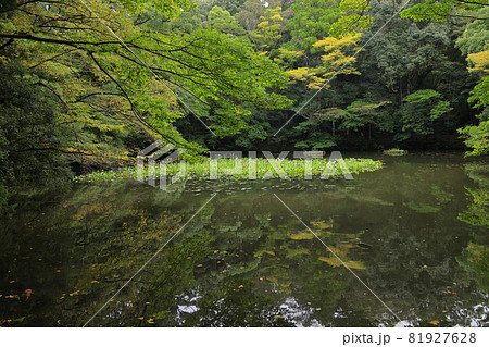 伊勢神宮内宮　御池 81927628