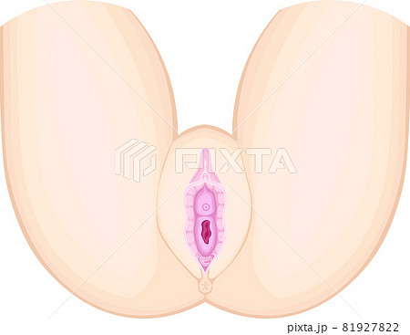 女性外性器　イメージ　イラスト 81927822