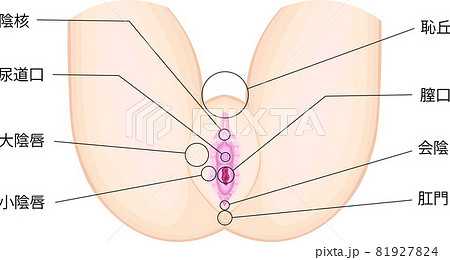 女性外性器 イメージ イラスト 日本語のイラスト素材
