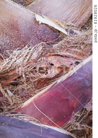 Detail of the trunk of a palm tree, clipped branches and a pink trunk of a palm tree. 81928026