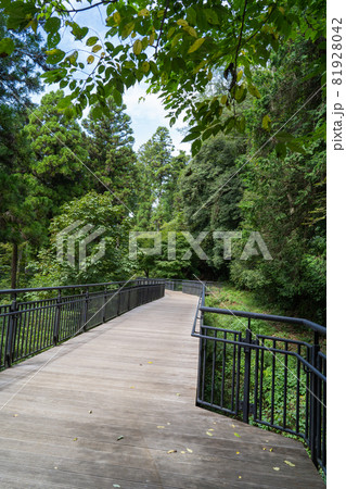 城坂付近の木道（津久井湖城山公園） 81928042