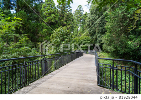城坂付近の木道（津久井湖城山公園） 81928044