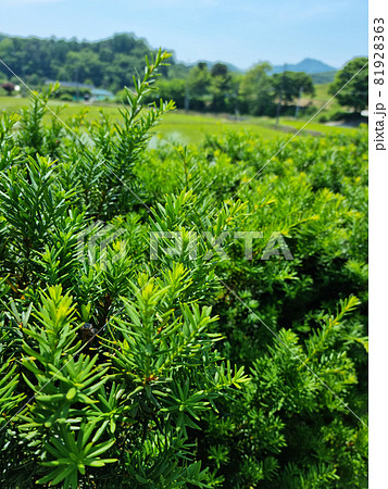 緑 緑色 グリーン 81928363