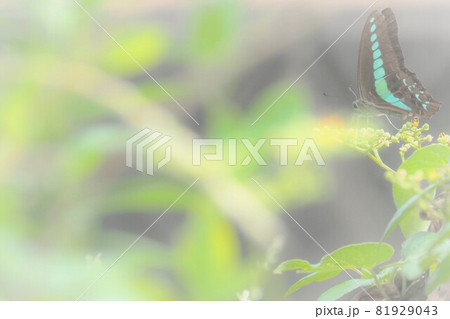 ヤブガラシん花の蜜を吸うアオスジアゲハ 81929043