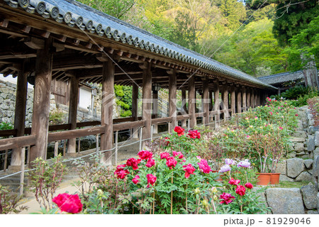 奈良県桜井市 長谷寺の回廊横に咲く牡丹の花の写真素材