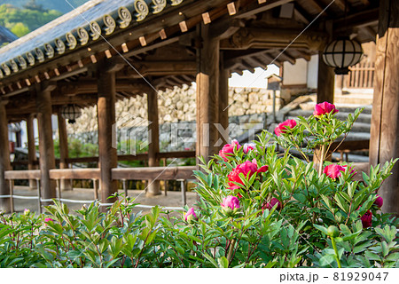 奈良県桜井市 長谷寺の回廊横に咲く牡丹の花の写真素材