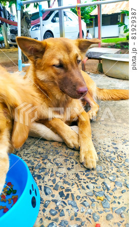 Golden dog at my house 81929387